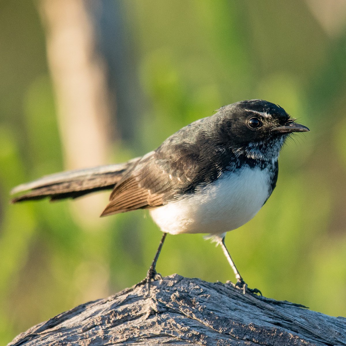 Willy-Willy Wagtail Willy-Willy Wagtail