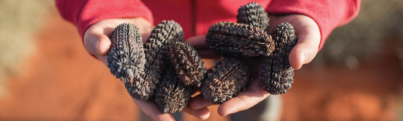 Desert oak seed cones. Photo: Tourism NT