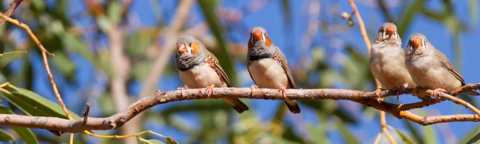 Zebra finches. Photo: Jim Bendon (Flickr) / CC BY-SA 2.0