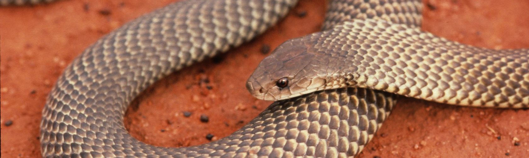 King brown snake. Photo: Stanley Breeden