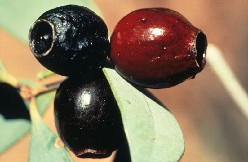 Close-up of bush plum fruits.