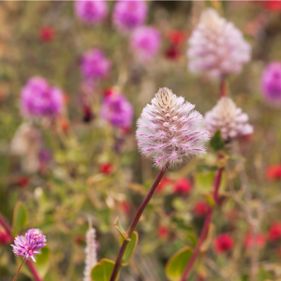 Spring flowers. Photo: Tourism Australia