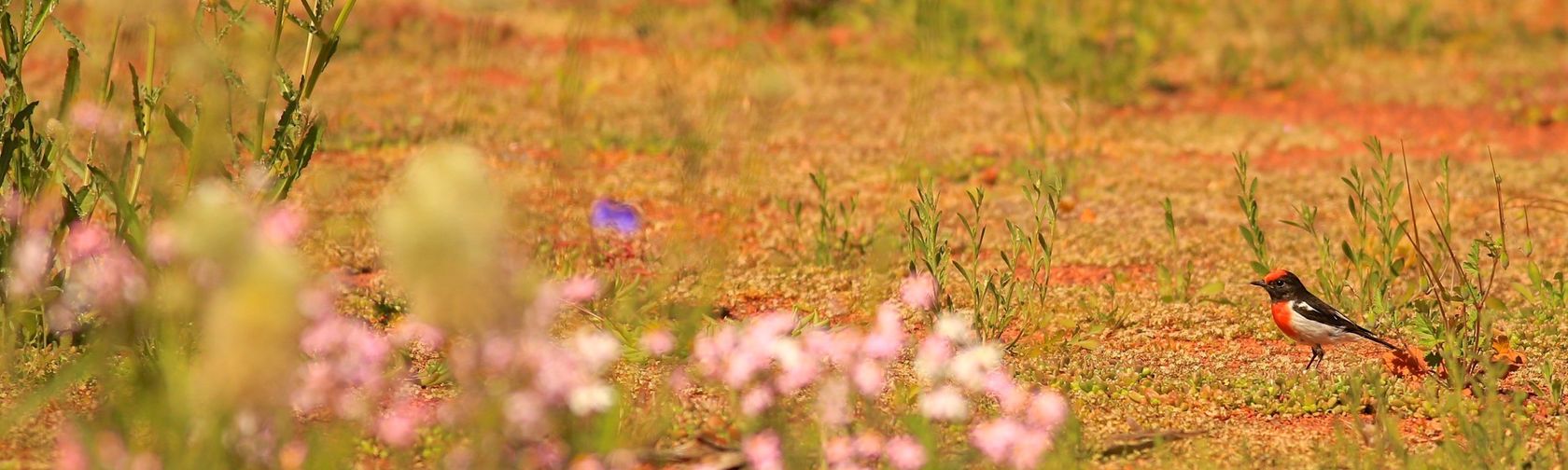 Red-capped robin on the Liru walk. Photo: Corinne Le Gall