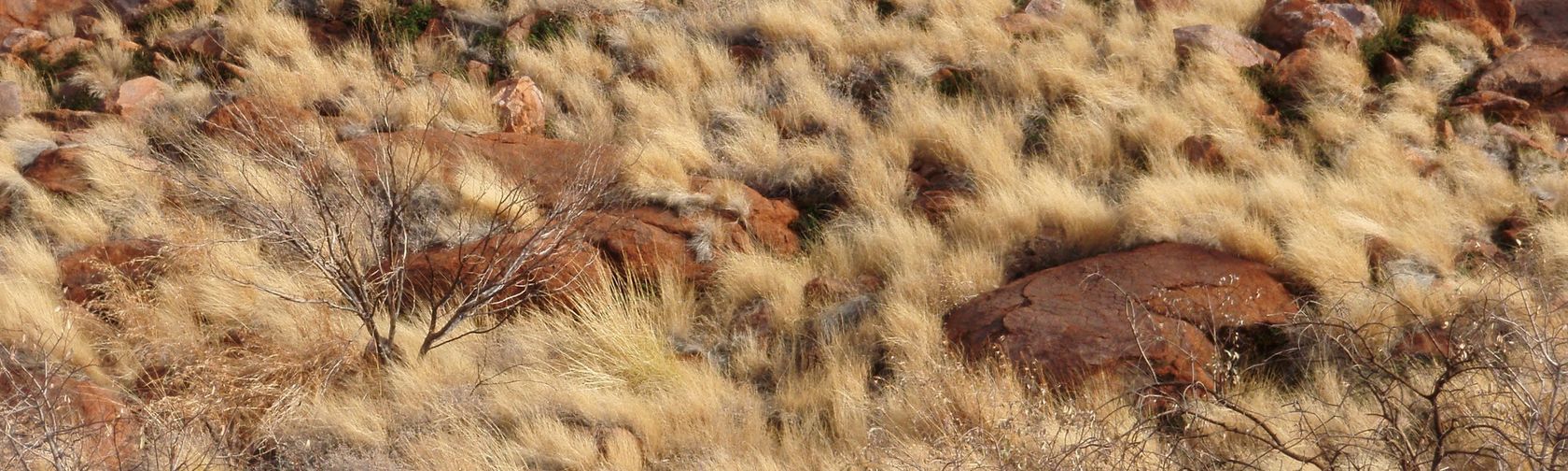 Spinifex in Uluru