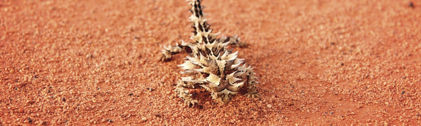 Thorny devil. Photo: Tourism Australia