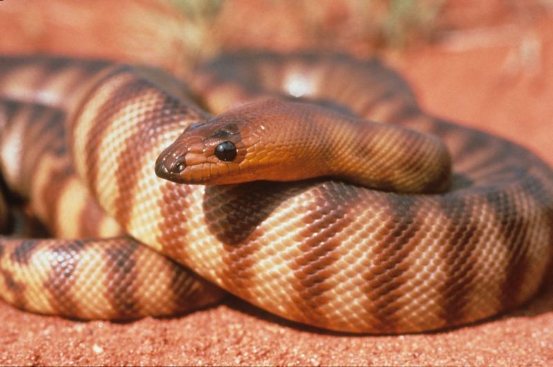 Woma python.