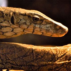 Perentie. Photo: dilettantiquity / CC BY-SA 2.0