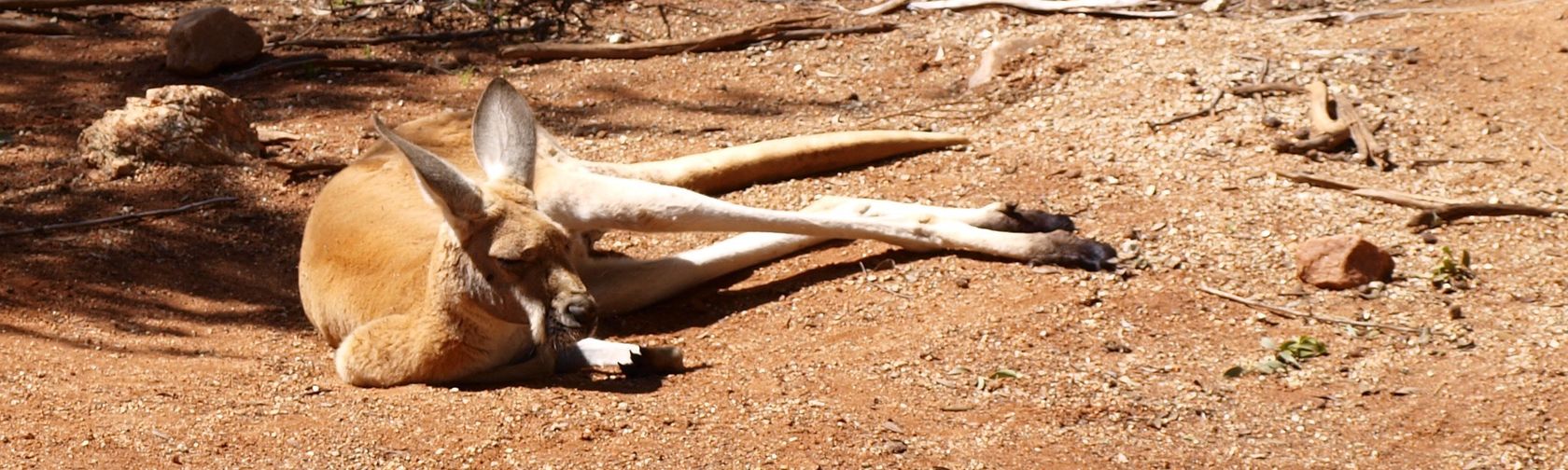 Red kangaroo. Photo: Rebecca Dominguez (Flickr) / CC BY-NC 2.0