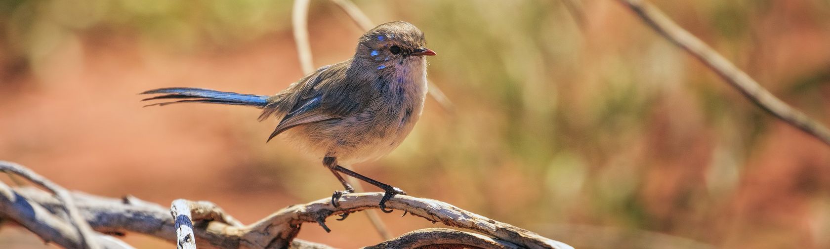 Splendid fairy-wren (Malurus splendens). Photo: Maree Clout