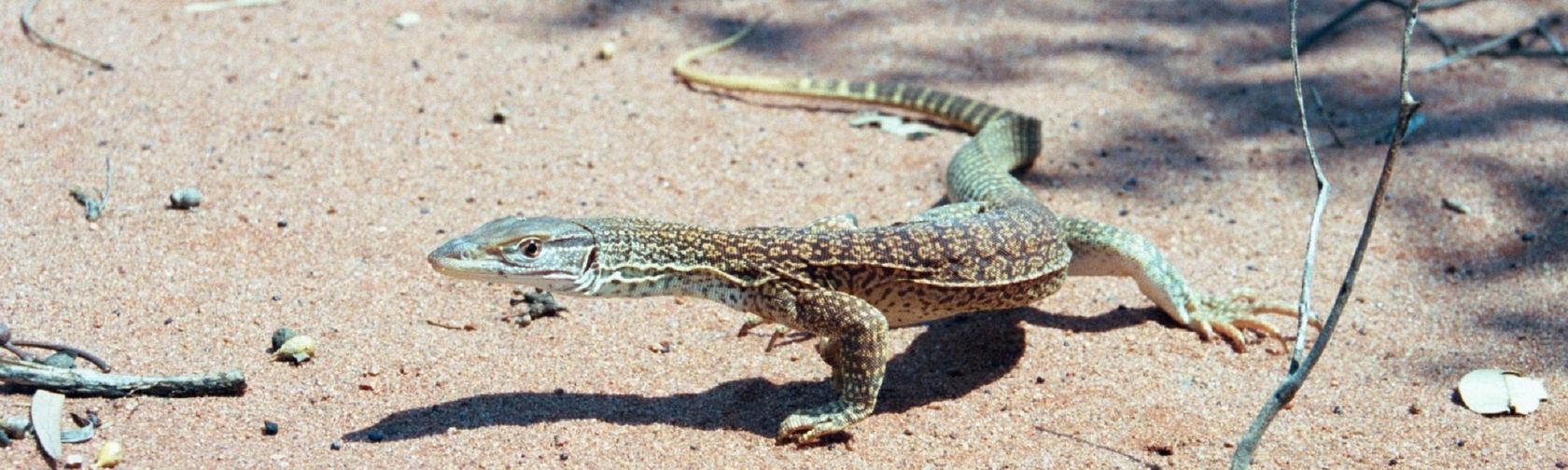 Sand goanna. Photo: Dan Hanisch