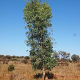 Desert Poplar. Photo: Mark Marathon / CC BY-SA 3.0. Downloaded from: https://upload.wikimedia.org/wikipedia/commons/2/24/Codonocarpus_cotinifolius_habit.jpg