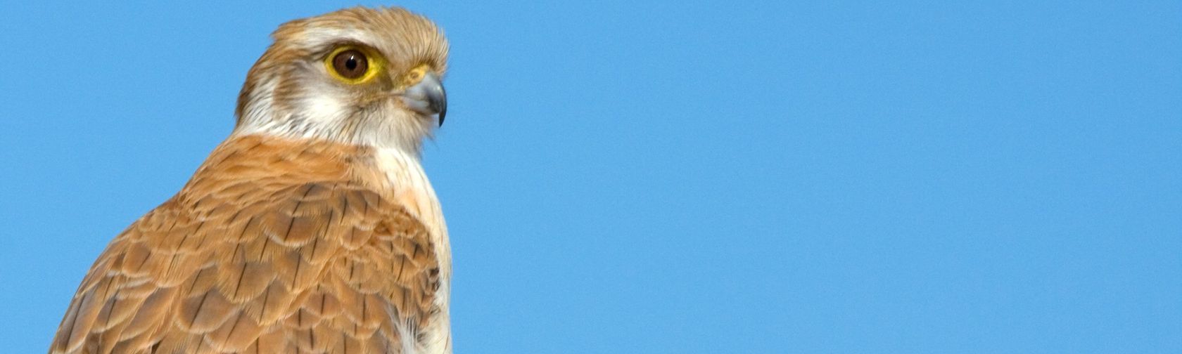 Brown Falcon