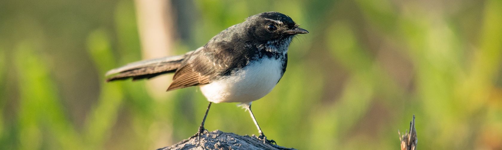 Willie wagtail. Photo: Paul Balfe (Flickr) / CC BY 2.0