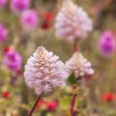 Flowers on the Liru walk. Photo: Maree Clout