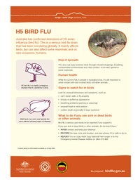 H5 bird flu factsheet