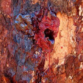 Desert bloodwood 'bleeding'. Photo: Bjørn Christian Tørrissen / CC BY-SA 3.0