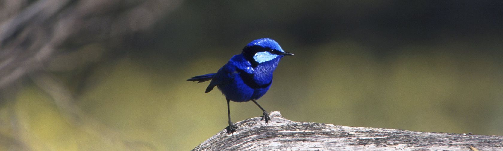 Male splendid fairy-wren with breeding plumage. Photo: Brian Furby