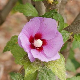 Sturt's desert rose. Photo: Michelle Bartsch / CC BY-NC-ND 2.0