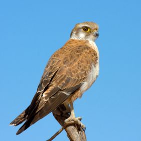 Brown Falcon