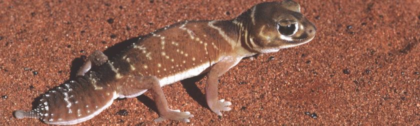 Gecko Uluru Three-lined knob-tailed gecko | Uluṟu-Kata Tjuṯa National Park | Parks ...