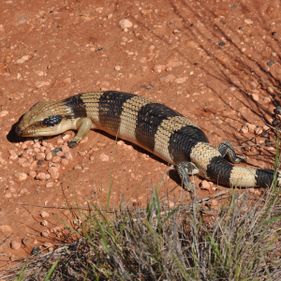 Western blue-tongue. Photo: Owen65 / CC BY-SA 2.0