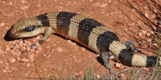 Western blue-tongue. Photo: Owen65 / CC BY-SA 2.0