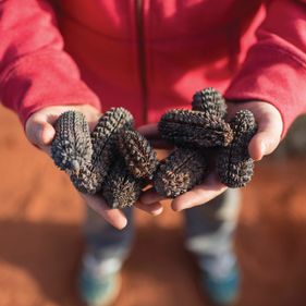 Desert oak seed cones. Photo: Tourism NT