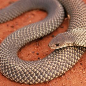 King brown snake. Photo: Stanley Breeden