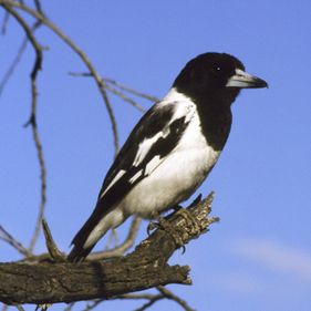 Pied butcherbird. Photo: Brian Furby