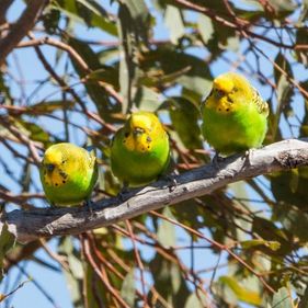 Budgerigars. Photo: David Cook / CC BY-NC 2.0